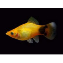 PLATY CORALL DARK RED 2.5-3CM BSF (XIPHOPHORUS MACULATUS)