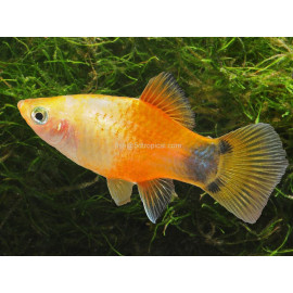 PLATY CORALL DARK RED 2.5-3CM BSF (XIPHOPHORUS MACULATUS)