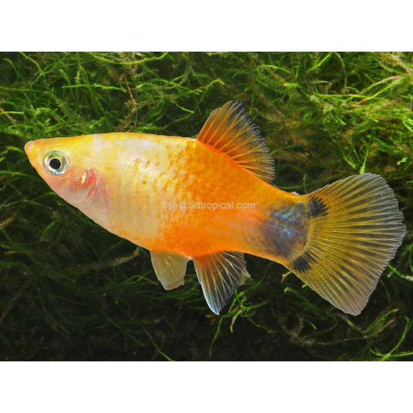 PLATY CORAL DARK RED 2.5-3CM BSF (XIPHOPHORUS MACULATUS)