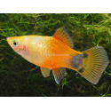 PLATY CORALL DARK RED 2.5-3CM BSF (XIPHOPHORUS MACULATUS)