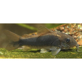 CORYDORA SCHULTZEI