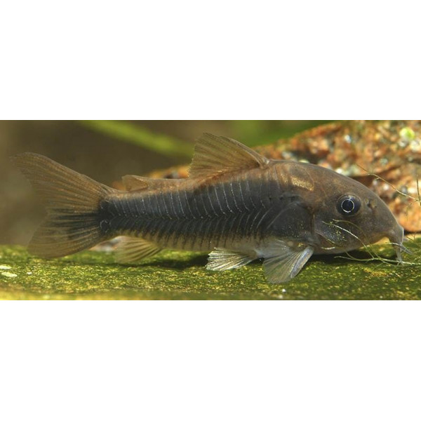 CORYDORAS PALEATUS 3-3.5 CM CORYDORAS PALEATUS