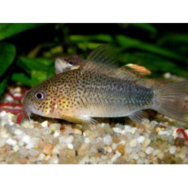 CORYDORA SIMILIS