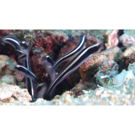 PHOLIDICHTHYS LEUCOTAENIA