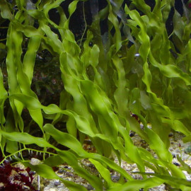 caulerpa prolifera saltwater algae refugium frag sea algas