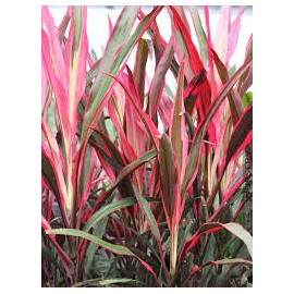 CORDYLINE RED EDGE