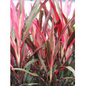 CORDYLINE RED EDGE