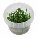 CRYPTOCORYNE PYGMEA IN VITRO CUP