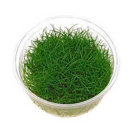 ELEOCHARIS IN VITRO CUP