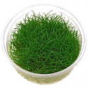 ELEOCHARIS IN VITRO CUP