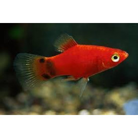 PLATY ROJO MICKEY MOUSE XIPHOPHORUS MACULATUS