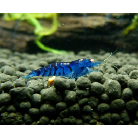 GAMBA VEGETARIANA JAPONICA 2.5-3 CM CARIDINA MULTIDENTATA