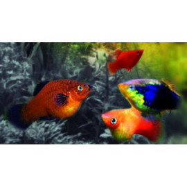 PLATY CORAL BERLIN2.5-3CM BSF (XIPHOPHORUS MACULATUS)