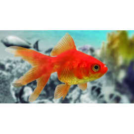 RYUKIN ROJO SM CARASSIUS AURATUS