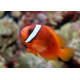 AMPHIPRION FRENATUS