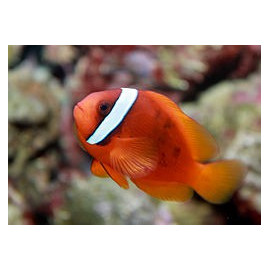 AMPHIPRION OCELLARIS 3-4CM BSF