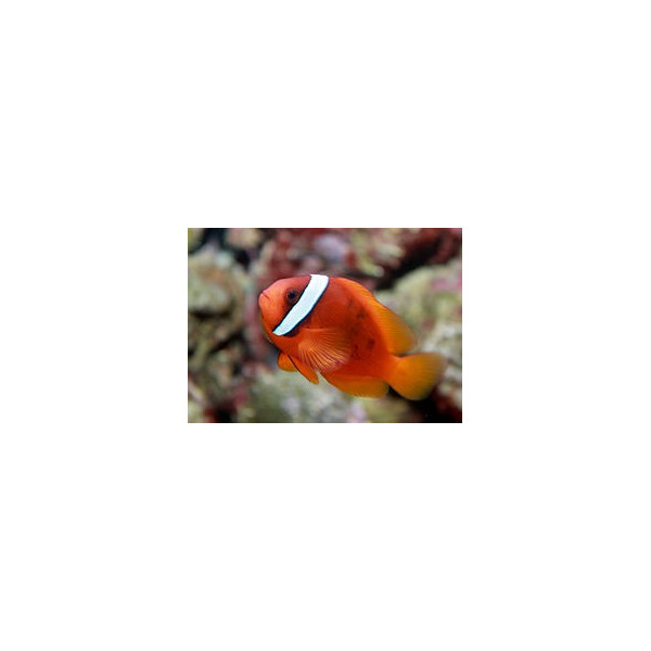 AMPHIPRION FRENATUS