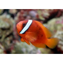 AMPHIPRION FRENATUS