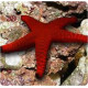 STARFISH (RED)