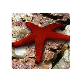 STARFISH (RED) Fromia indica