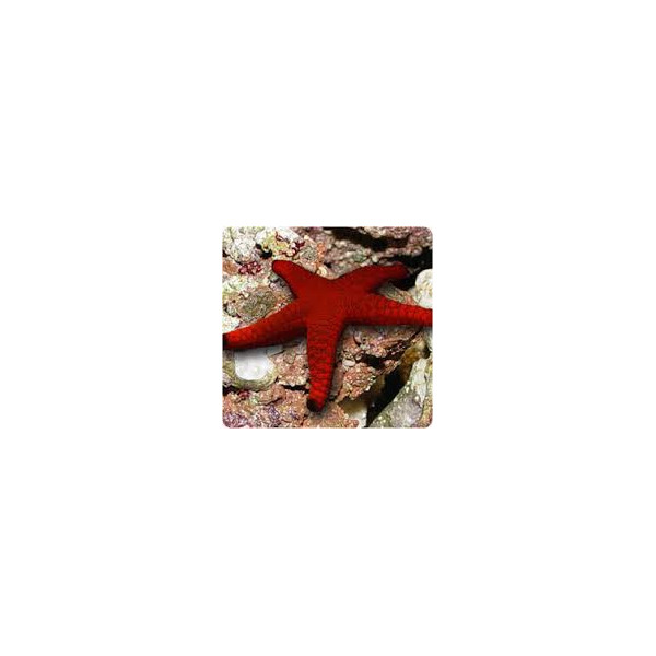 STARFISH (RED)