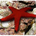 STARFISH (RED) Fromia indica