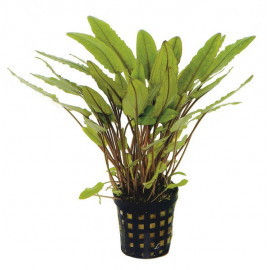 CRYPTOCORYNE PETCHII tropica