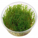 VESICULARIA SPECIES ( CREEPING MOSS ) IN VITRO CUP