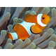 AMPHIPRION OCELLARIS 3-4CM BSF