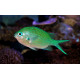 CHROMIS VIRIDIS 3-5CM (CHROMIS VIRIDIS)