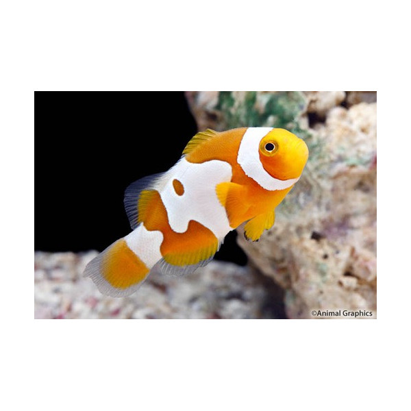 Amphiprion percula Picasso