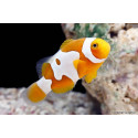 Amphiprion percula Picasso