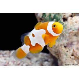 Amphiprion percula Picasso