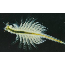 ARTEMIA VIVO