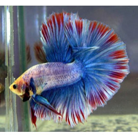 BETTA MACHO LUNA LLENA 4-5CM (BETTA SPLENDENS)