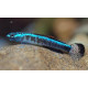 GOBIO ARCOIRIS 4-5CM STIPHODON SP