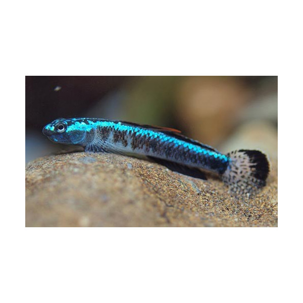 GOBIO ARCOIRIS 4-5CM STIPHODON SP