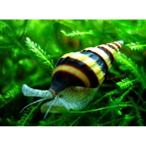 CARACOL ZEBRA NERITINA SP