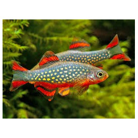 RASBORA GALAXY DANIO MARGARITATUS