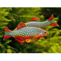 RASBORA GALAXY DANIO MARGARITATUS