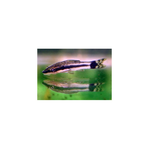 OTOCINCLUS AFFINIS