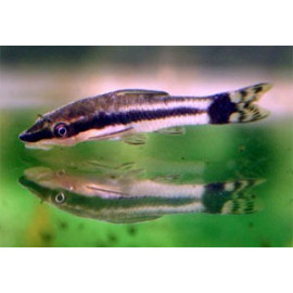 OTOCINCLUS AFFINIS