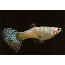 GUPPY HEMBRA SURTIDA 3.5-4CM (POECILIA RETICULATUS)