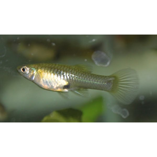 GUPPY HEMBRA ENDLER 3.5-4CM BSF (POECILIA WINGEI)