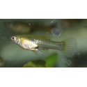 GUPPY HEMBRA ENDLER 3.5-4CM BSF (POECILIA WINGEI)