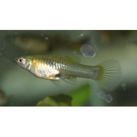 GUPPY HEMBRA ENDLER 3.5-4CM BSF (POECILIA WINGEI)