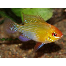 RAMIREZI ORO MICROGEOPHAGUS RAMIREZI