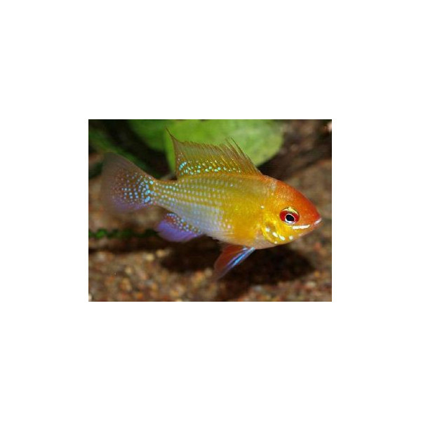 RAMIREZI AZUL 3-3.5CM MICROGEOPHAGUS RAMIREZI