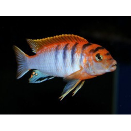 Labidochromis Hongi RED