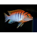 Labidochromis Hongi RED